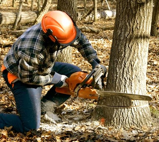 Tree Removal in Loa, UT